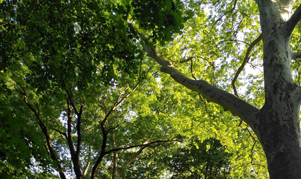 Vergrößerte Ansicht von Waldbaden im Waldpark Mannheim: Summer Special mit Picknick