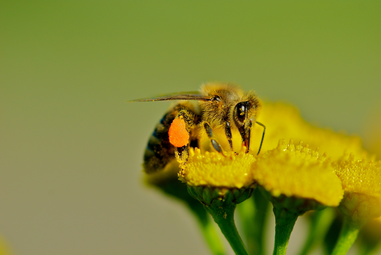 Vergrößerte Ansicht von Tag der Artenvielfalt: Imkerei, Honig- und Wildbienen
