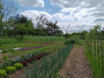 Vergrößerte Ansicht von Tag der Artenvielfalt: Der Lehrgarten im Wandel