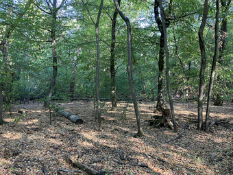 Vergrößerte Ansicht von Tag der Artenvielfalt: Audioguide Tour durch den Käfertaler Wald