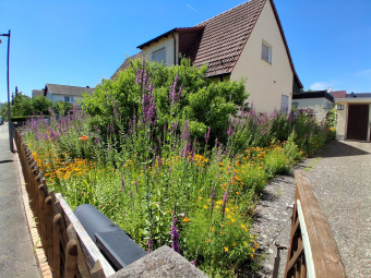 Vergrößerte Ansicht von Vorgarten mit Blumenschmuck