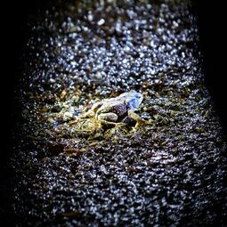 Vergrößerte Ansicht von 