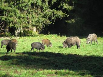 Vergrößerte Ansicht von Wildschweine auf einer Lichtung nähe Oberdill im Forstenrieder Park