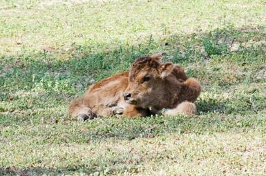Vergrößerte Ansicht von Testbild