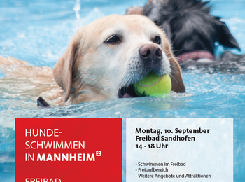 Hundeschwimmen im Freibad Sandhofen
