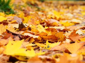 Aktion „Laub sammeln und gewinnen!“ 