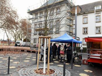 Laubbaum vollendet die Neugestaltung des Meeräckerplatzes