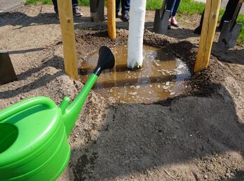 Angießen eines gepflanzten Baumes