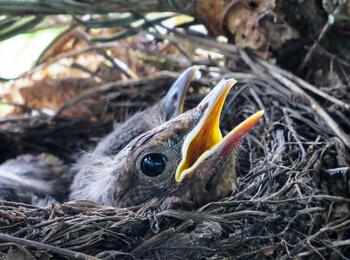 Ruhepause für die Natur