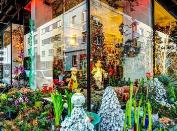 Schaufenster Feldblume