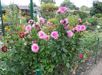 Blumen am Rand eines Kleingartens