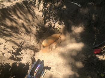 Bei Bauarbeiten zwischen der Riedbahn-Brücke und der Carlo-Schmid-Brücke wurde die 250 Kilogramm schwere Fliegerbombe aus dem Zweiten Weltkrieg gefunden.