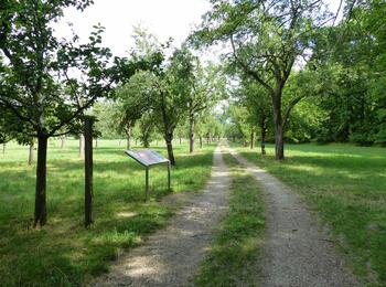 Streuobstwiese Reißinsel
