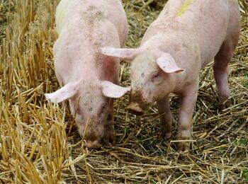 Es ist sehr wichtig, dass alle Schweinehalter – auch die Halter von Minipigs und Wildschweinen – ihre Haltung beim Veterinärdienst anzeigen, sofern noch nicht geschehen.