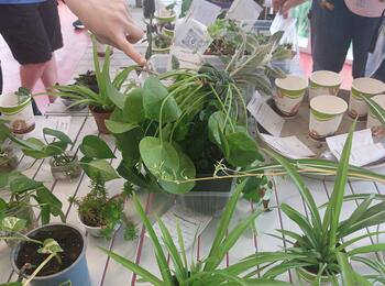 Verschiedene Pflanzen wechselten die Besitzer*innen