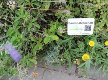 Baumpatenschaft