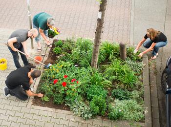 Personen begrünen eine Baumscheibe