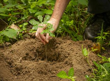Ein Baumsetzling wird gepflanzt