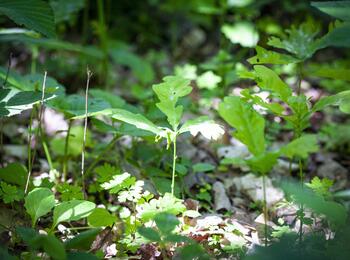 Pflanzen im Stadtwald 