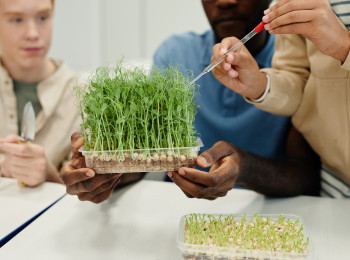 drei Jugendliche an einem weißen Labortisch. Im Zentrum des Bildes ein handgroßes Tablett mit ausgewachsener Kresse. Der oder die rechte Jugendliche bearbeitet die Kresse mit einer langen Pipette. Von dem Jugendlichen sieht man nur die Hand