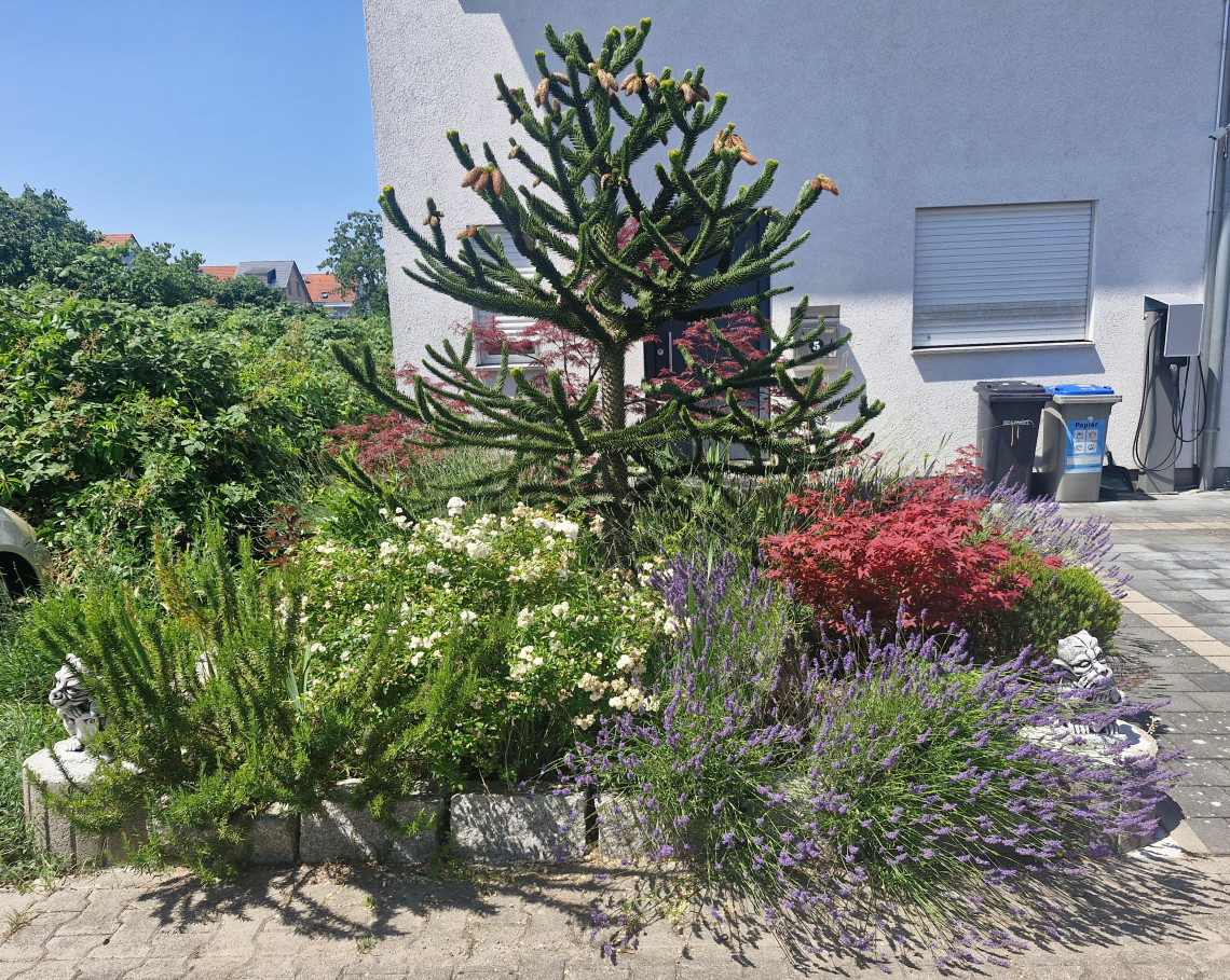 Vorgarten mit verschiedenen Pflanzenarten