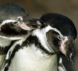 Exklusiv: Rendezvous mit Pinguin!