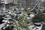 Christbaummarkt