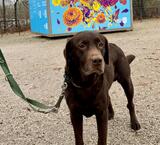 Erster Hundetag im Luisenpark