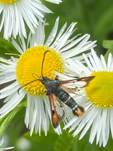 Pflanzen- und Tierwelt im Dossenwald