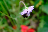 Wildbienen