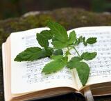 Ökumenischer Pfingstgottesdienst im Herzogenriedpark