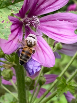 Tag der Artenvielfalt: Biodiversität- bedrohte Nahrungsquelle für Tiere und Menschen