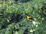 Tag der Artenvielfalt: Vogelstimmen Exkursion Backofen Riedwiesen