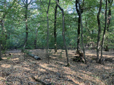 Tag der Artenvielfalt: Audioguide Tour durch den Käfertaler Wald