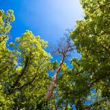 Das Bild zeigt eine Baumkrone im Käfertaler Wald.