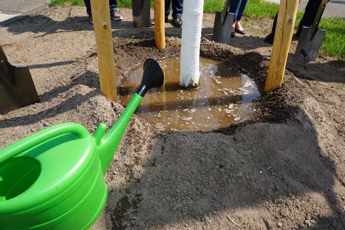 Angießen eines gepflanzten Baumes