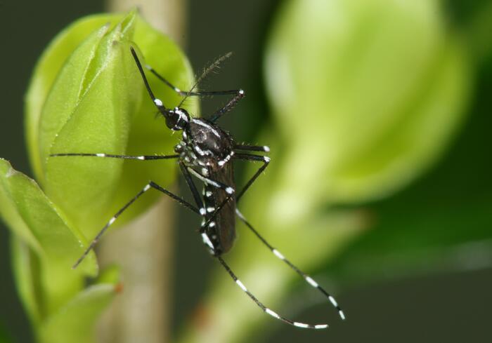 Asiatischen Tigermücken (Aedes albopictus) 