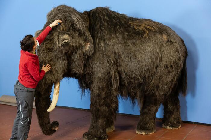 Mammut in Ausstellung "Eiszeit-Safari"