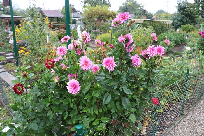 Blumen am Rand eines Kleingartens