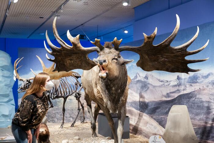 Besucherin in der Ausstellung "Eiszeit-Safari" neben der lebensechten Rekonstruktion eines Riesenhirsches