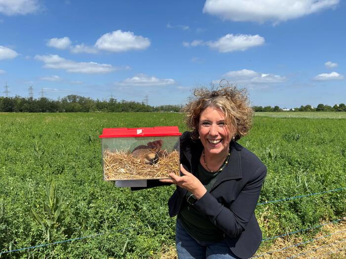 Erste Bürgermeisterin Prof. Dr. Diana Pretzell mit einem von zehn Feldhamstern, die dieses Jahr wiederangesiedelt werden. 
