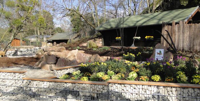 Neues Wollschweingehege im Herzogenriedpark